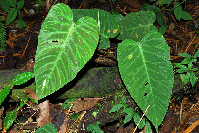 Philodendron verrucosum