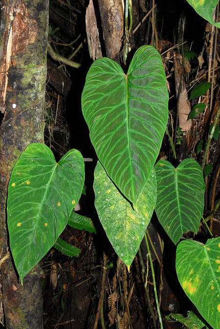 Philodendron verrucosum