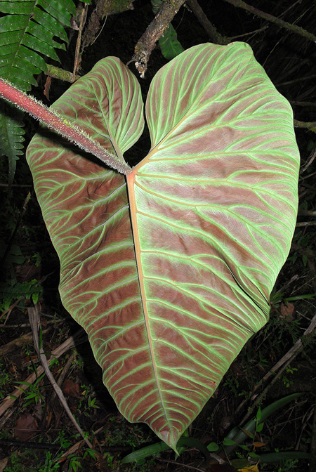 Philodendron verrucosum