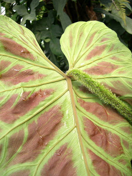 Philodendron verrucosum