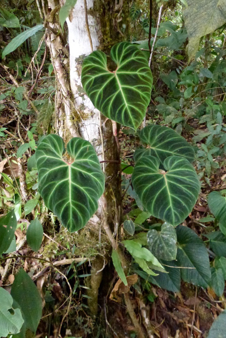 Philodendron verrucosum