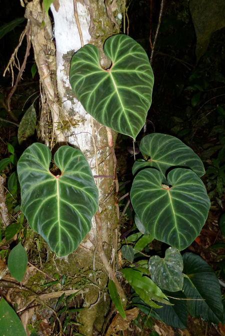 Philodendron verrucosum