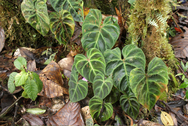 Philodendron verrucosum