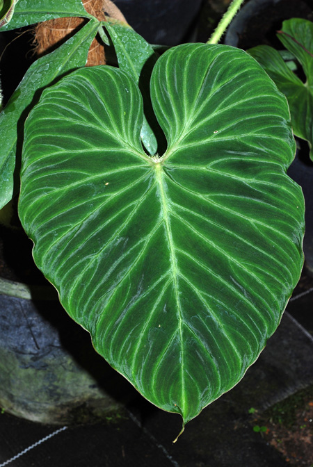 Philodendron verrucosum