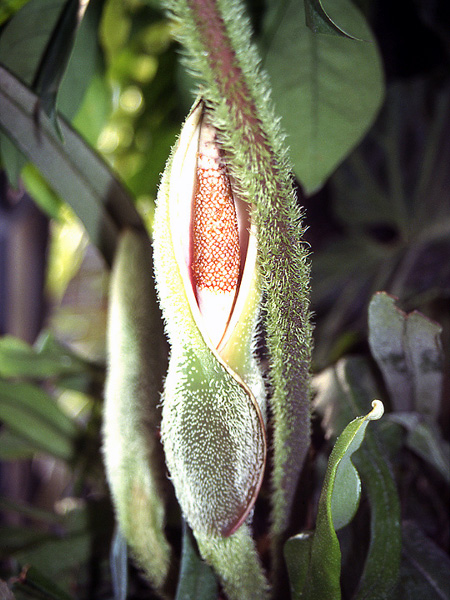 Philodendron verrucosum