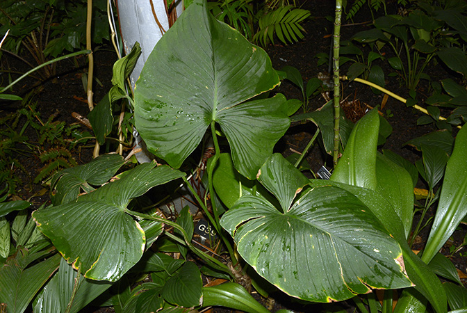 Philodendron wallisii