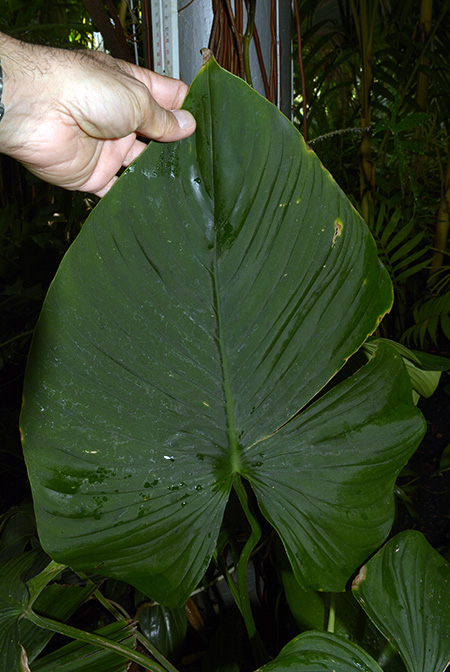 Philodendron wallisii