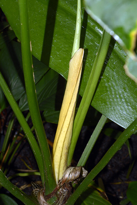 Philodendron wallisii