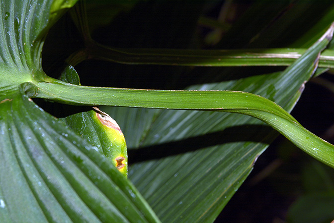 Philodendron wallisii