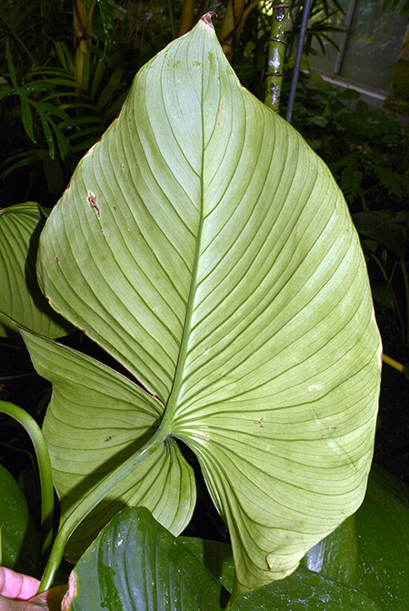 Philodendron wallisii