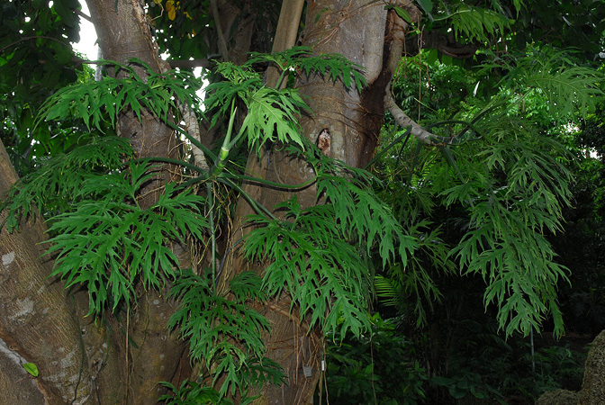 Philodendron warszewiczii