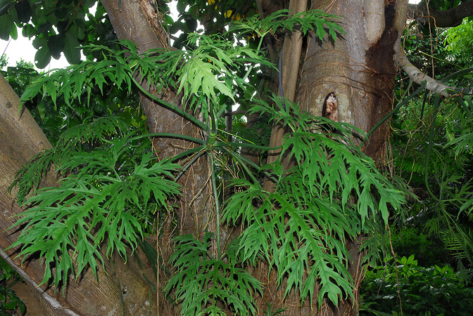 Philodendron warszewiczii