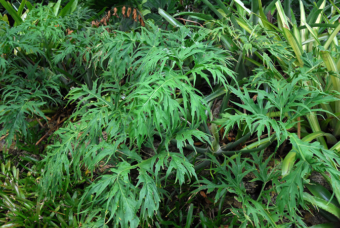 Philodendron warszewiczii