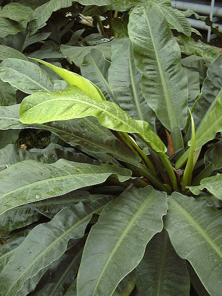 Philodendron wendlandii