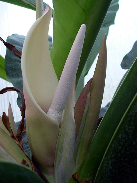 Philodendron wendlandii