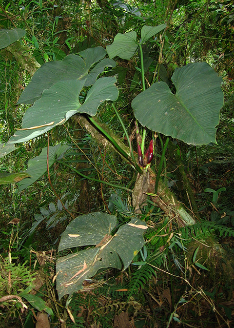 Philodendron werneri