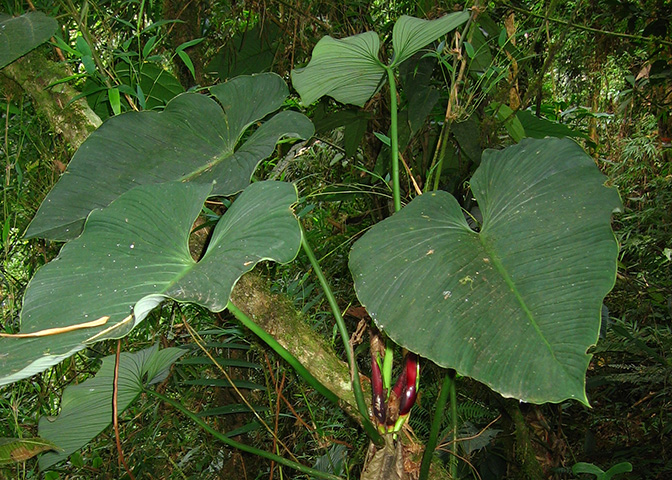 Philodendron werneri