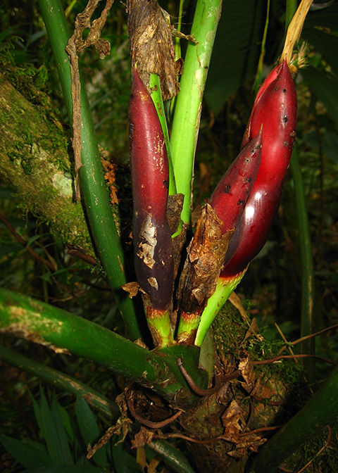 Philodendron werneri