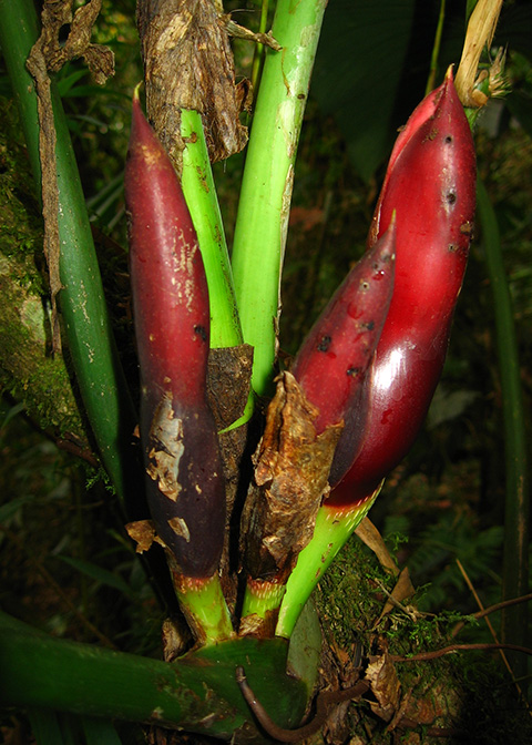 Philodendron werneri