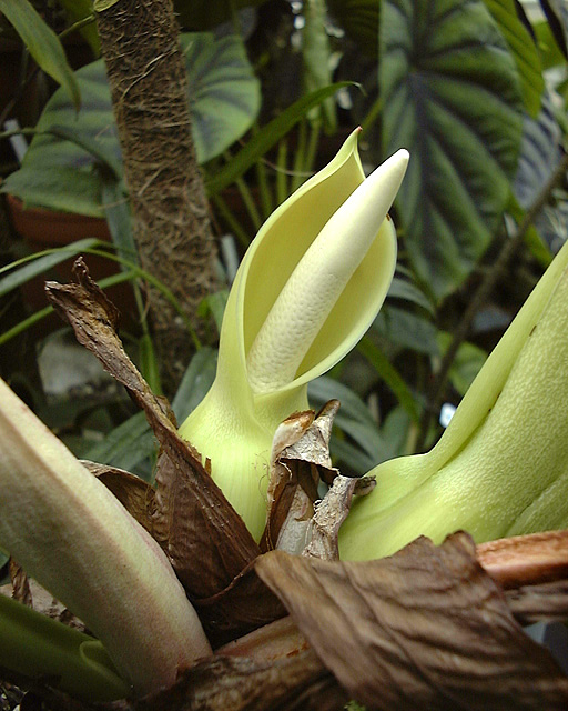 Philodendron wittianum