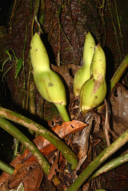 Philodendron wittianum