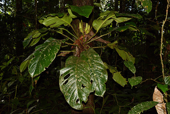 Philodendron wittianum