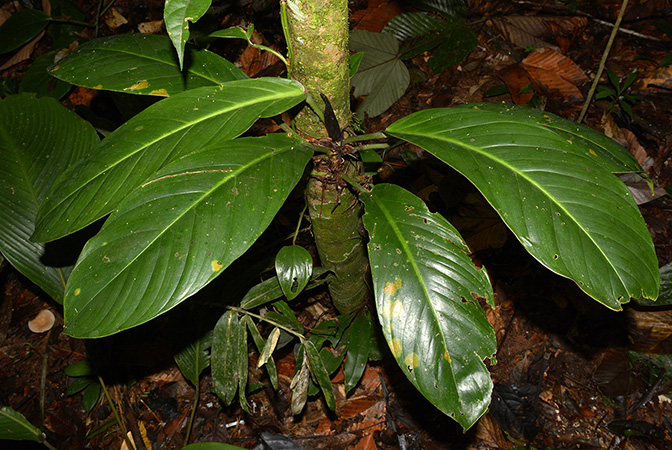 Philodendron wittianum