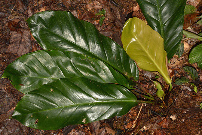 Philodendron wittianum