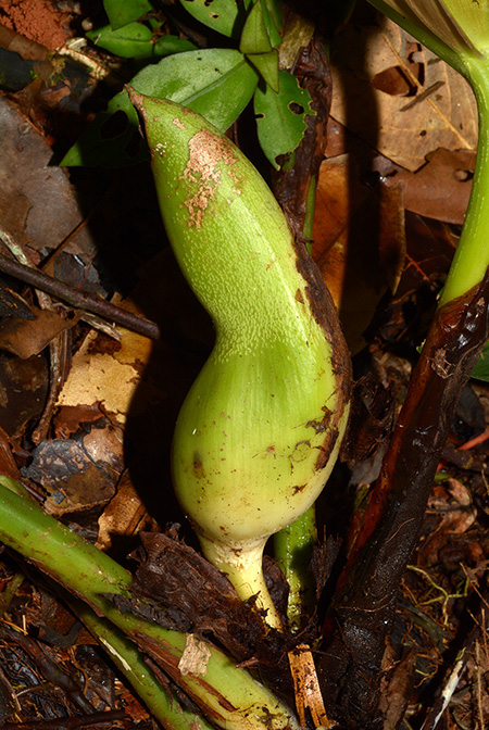 Philodendron wittianum