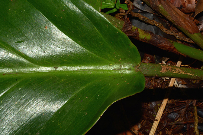Philodendron wittianum