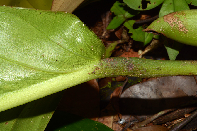 Philodendron wittianum