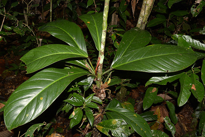 Philodendron wittianum