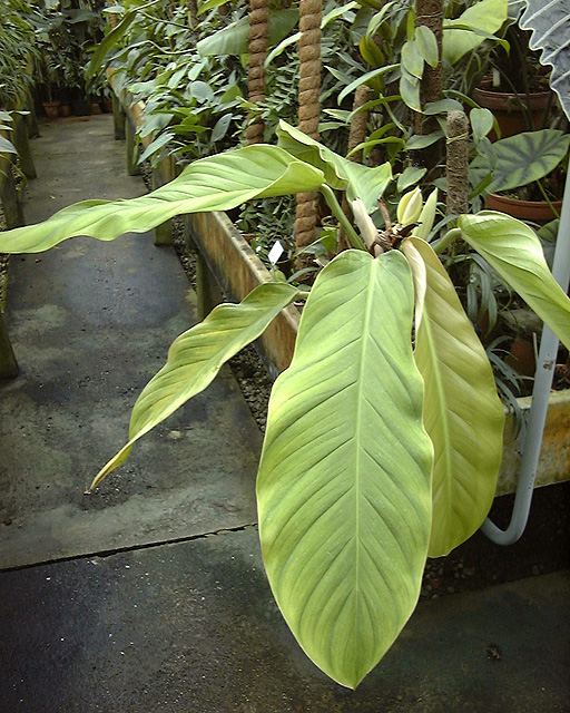 Philodendron wittianum