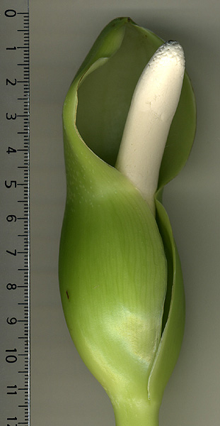 Philodendron wittianum
