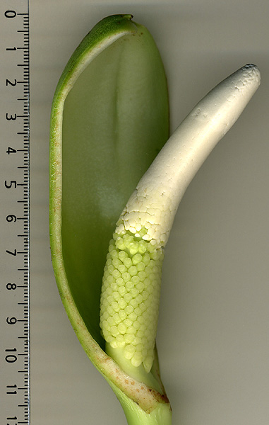 Philodendron wittianum