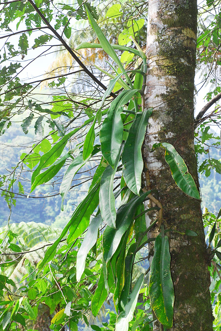 Philodendron wurdackii