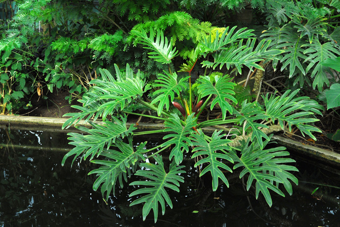 Philodendron xanadu