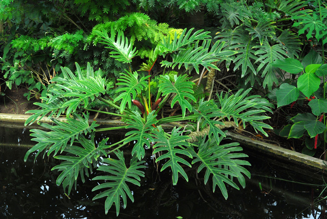 Philodendron xanadu