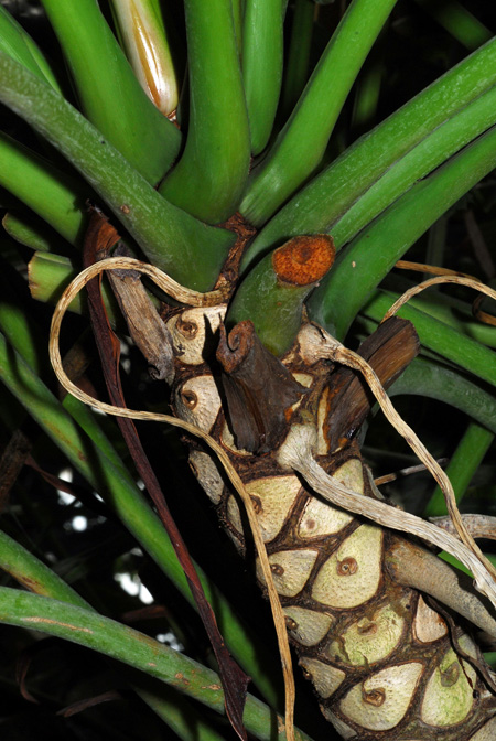Philodendron xanadu