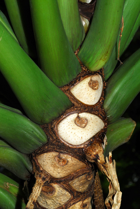 Philodendron xanadu