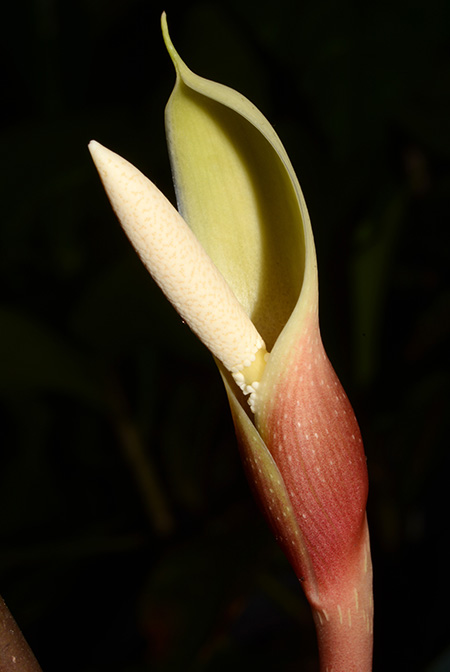 Philonotion americanum