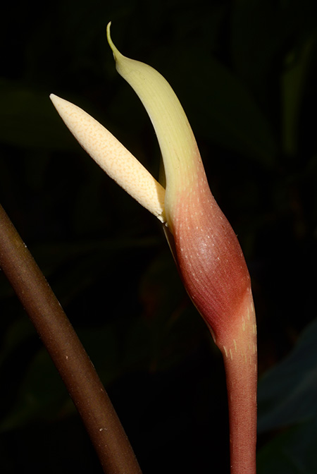 Philonotion americanum
