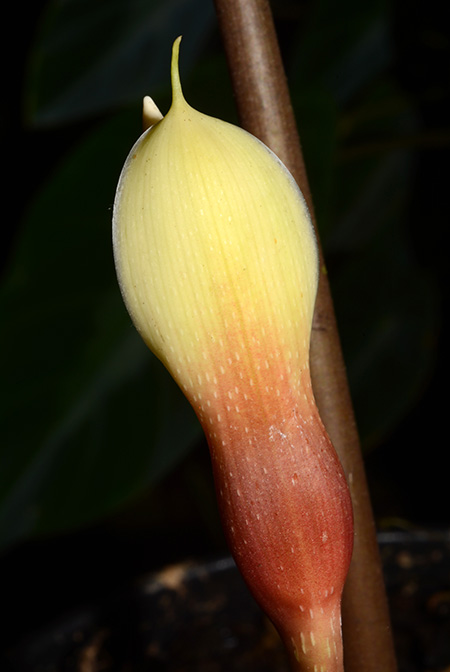 Philonotion americanum
