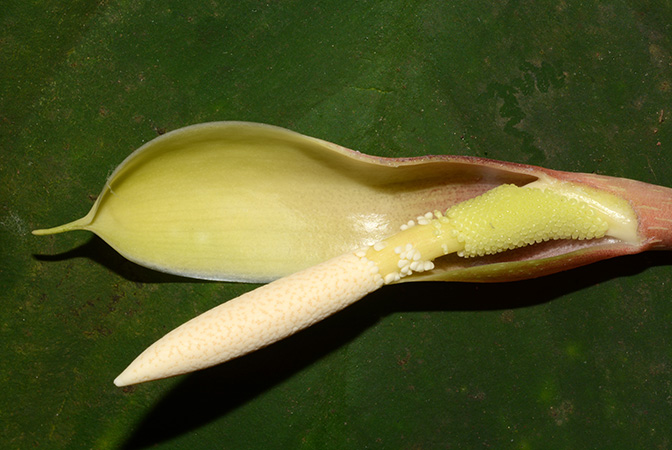 Philonotion americanum