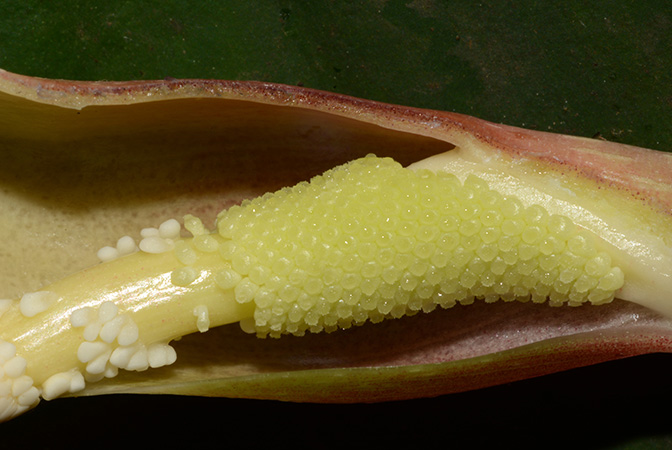 Philonotion americanum