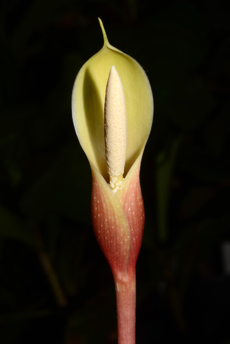 Philonotion americanum