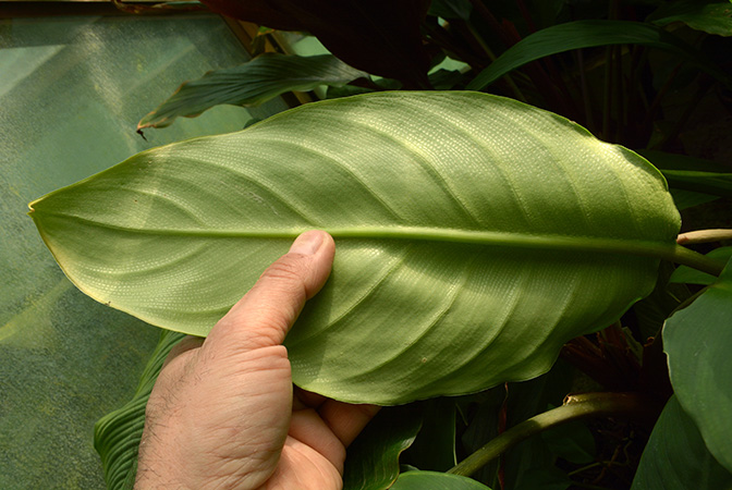 Philonotion americanum