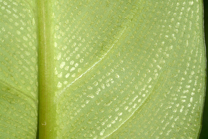 Philonotion americanum