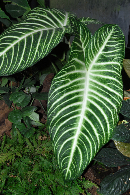 Phyllotaenium lindenii