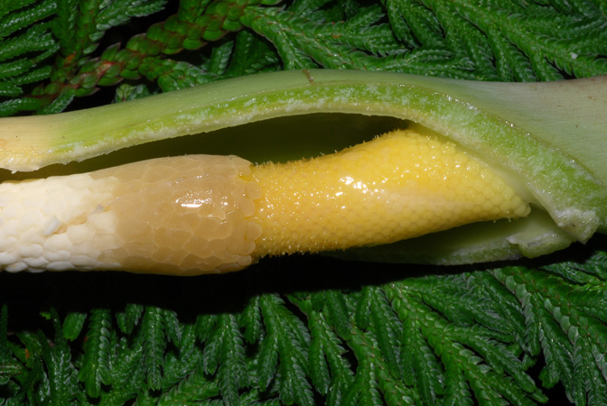 Phyllotaenium lindenii